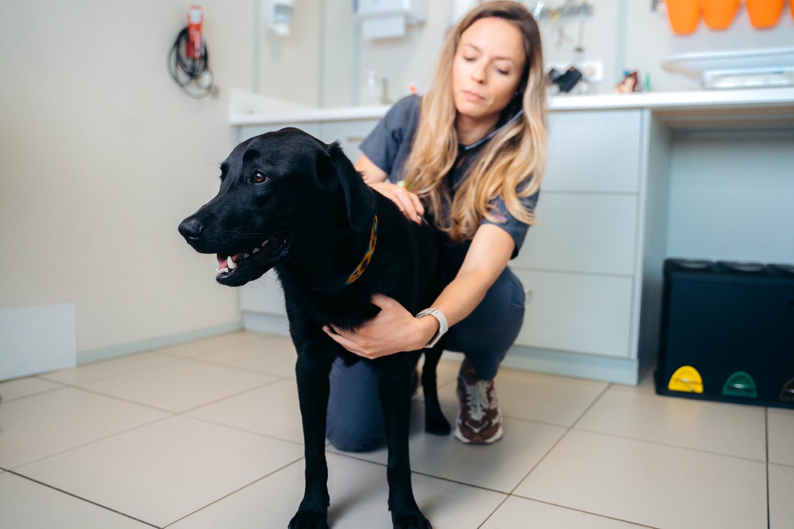 A vet crouches beside a calm black Labrador on a clinic floor