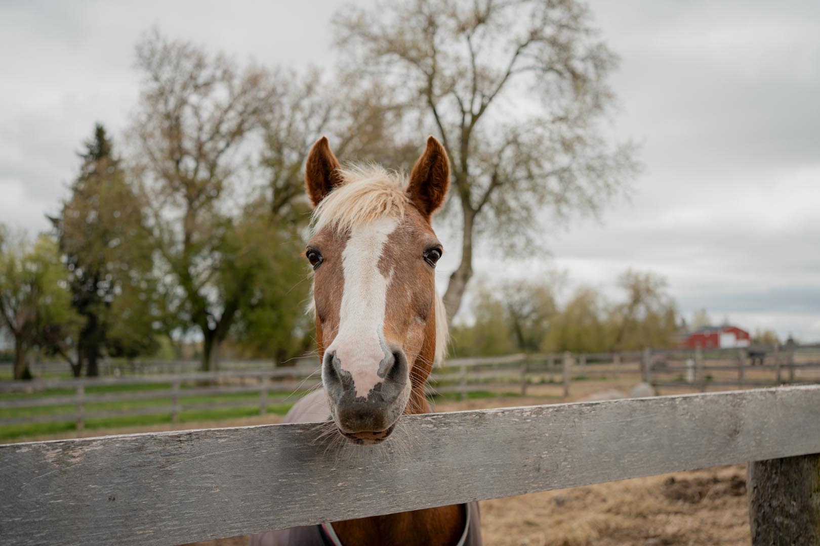 Close-up of a chestnut horse with a blond mane looking over a wooden fence