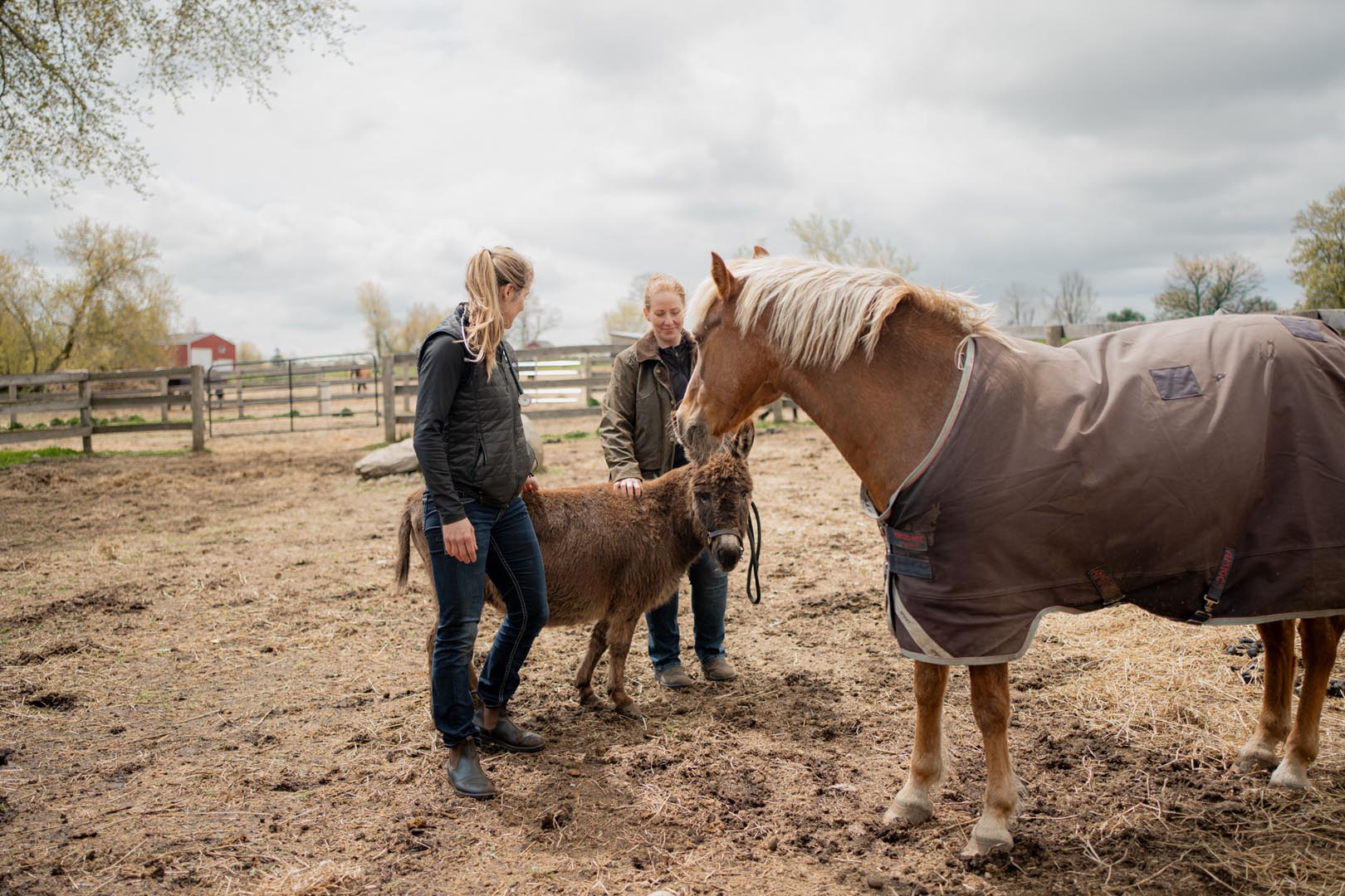 Two women greet a small donkey and a blanketed horse in a spring paddock