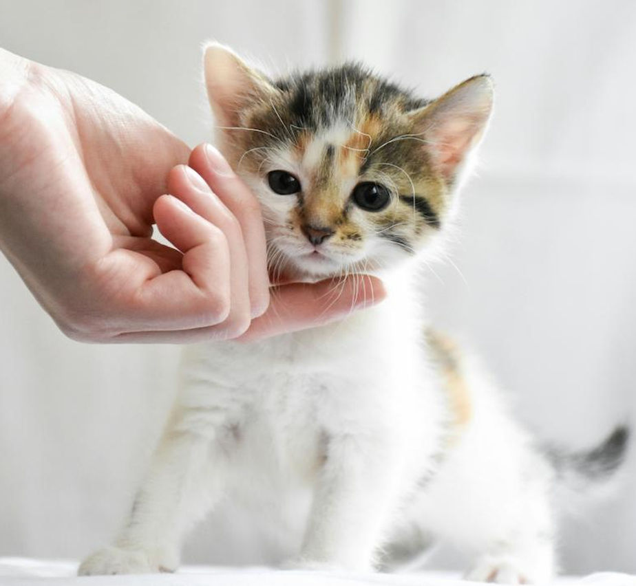 A kitten being petted