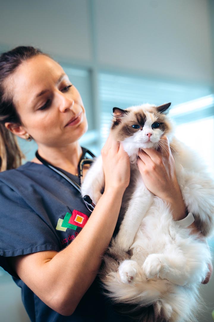 Vétérinaire tenant un chat lors d'une consultation