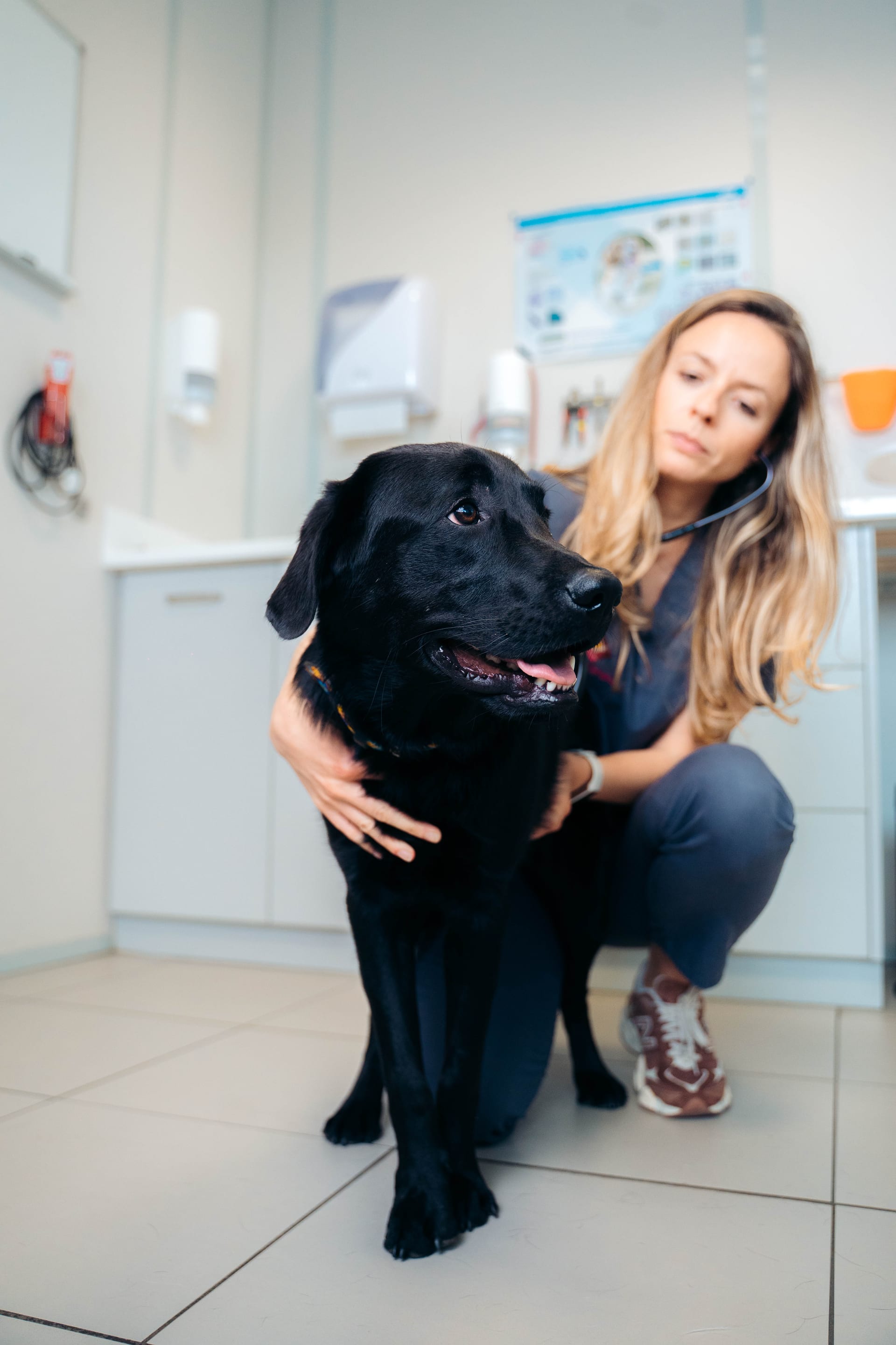 A veterinary professional crouched beside a black Labrador in an exam room, one hand resting on the dog's chest.