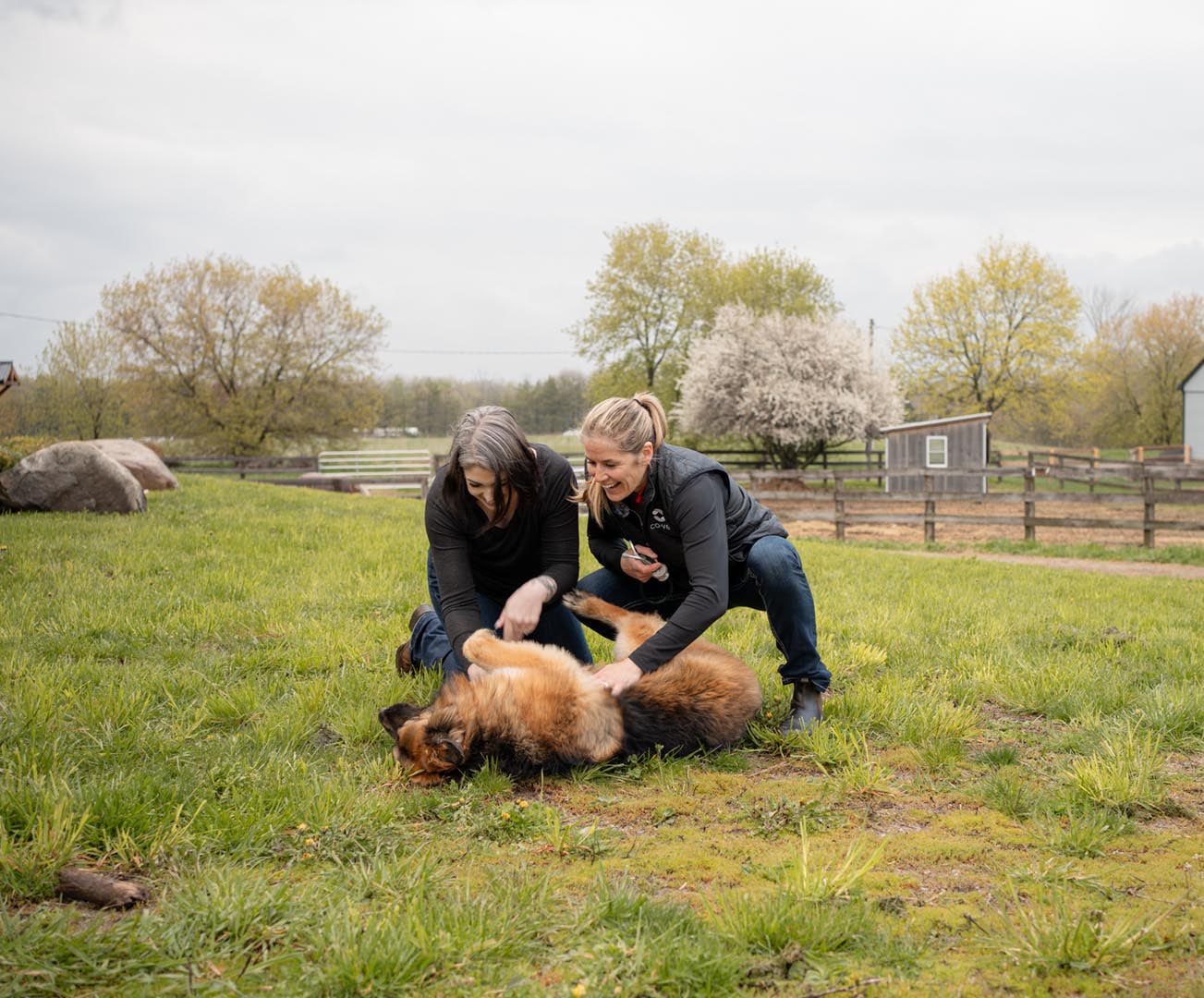 Two CoVet veterinary professionals examining a dog together in a grass paddock beside a barn