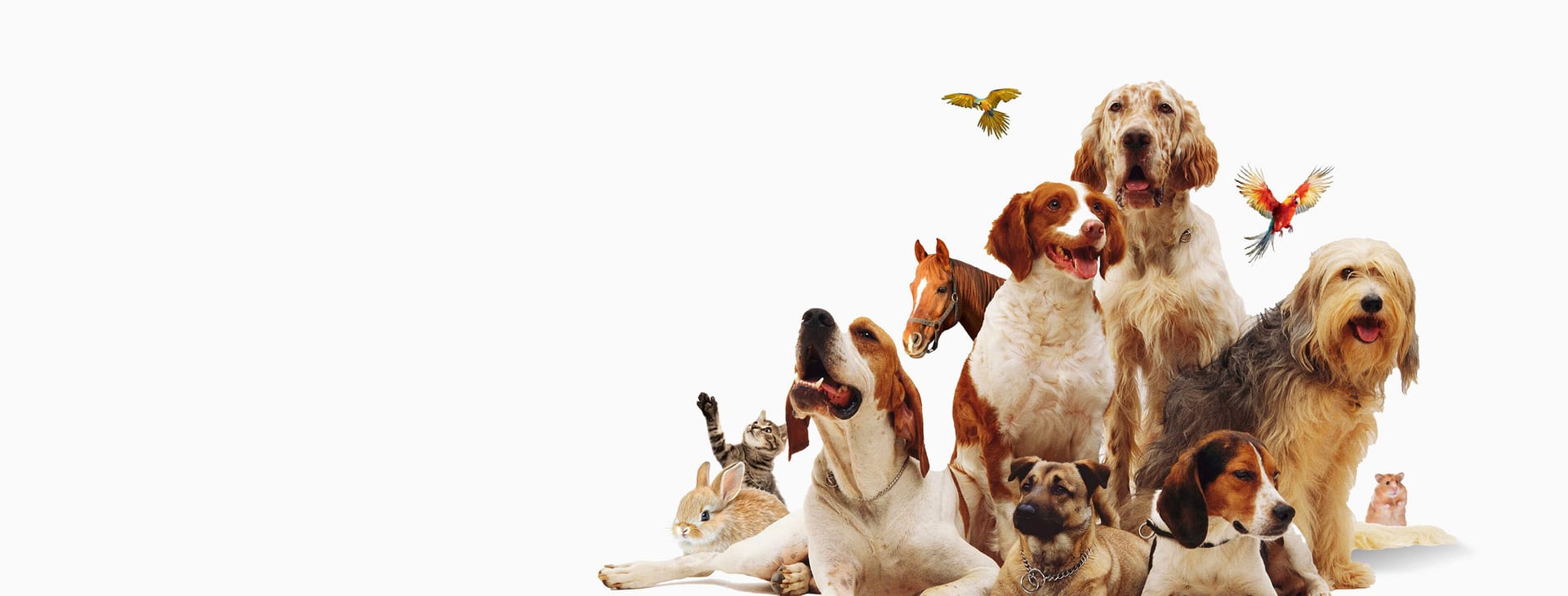 CoVet veterinary Facebook community group