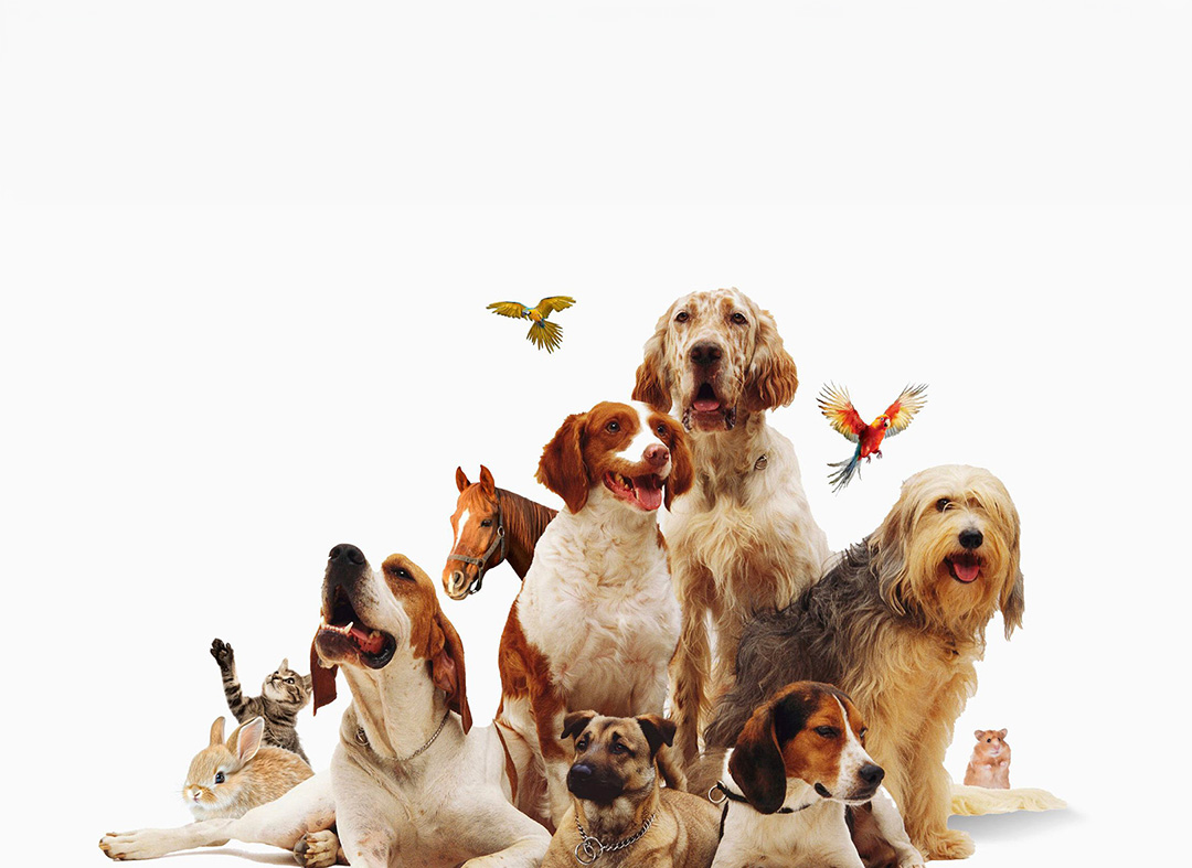 CoVet veterinary Facebook community group