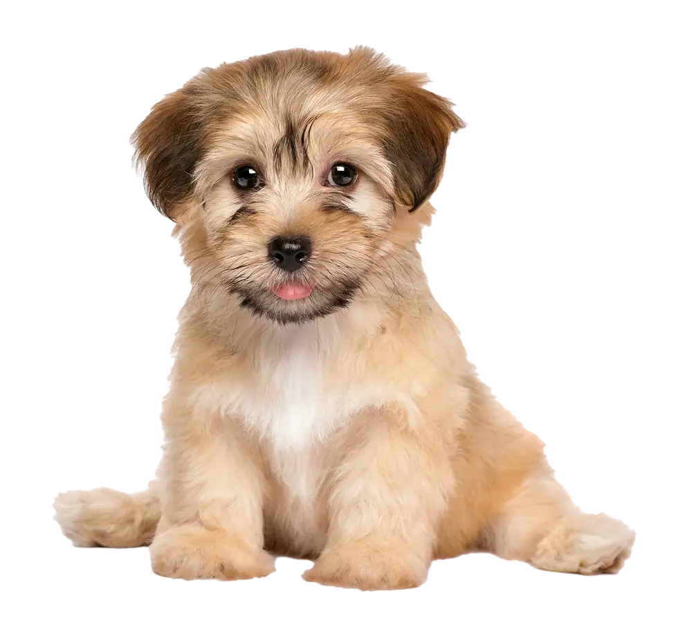 Cute dog representing CoVet customizable SOAP notes